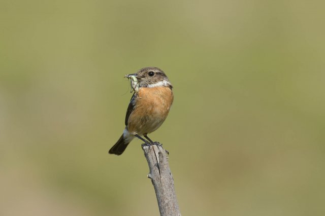 Tarier pâtre / European Stonechat